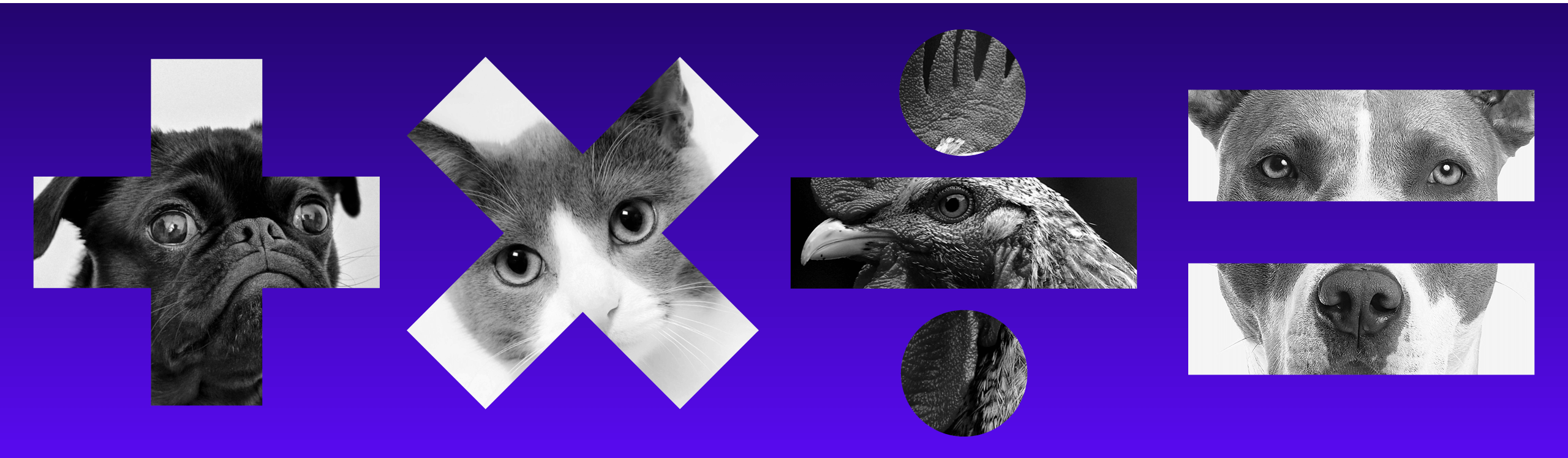 Calculate Pug Cat Chicken Beautiful Animals Plus Multiplication Division Math Farm